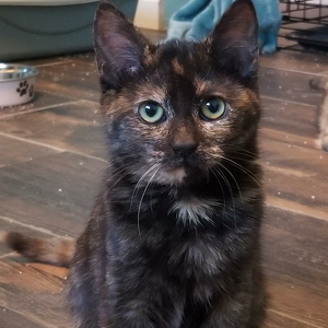 Team Page: Team Footloose Flo